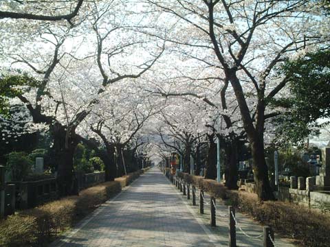 青山霊園・桜並木